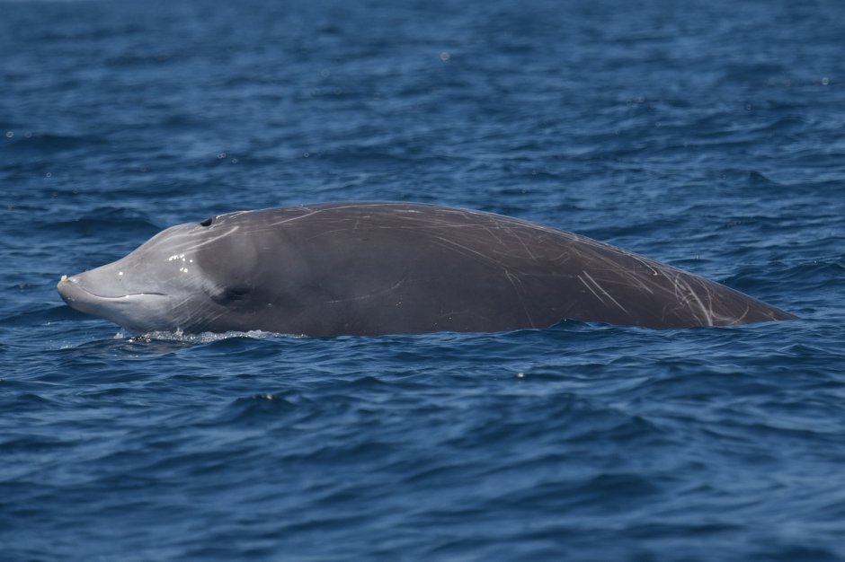 Cuvier beaked Whale