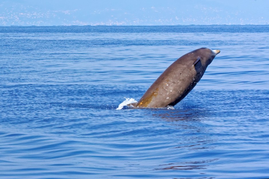 Cuvier beaked Whale