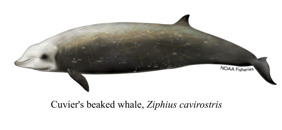 Клюворыл Ziphius cavirostris