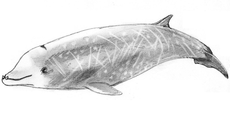 Клюворыл Ziphius cavirostris
