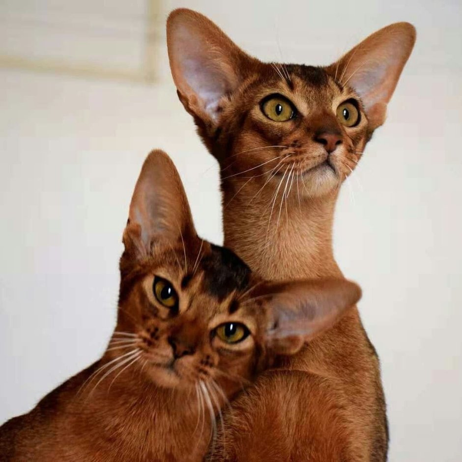 Абиссинская и Бенгальская кошка
