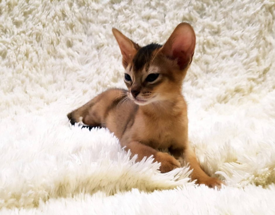 Абиссинская европейская кошка