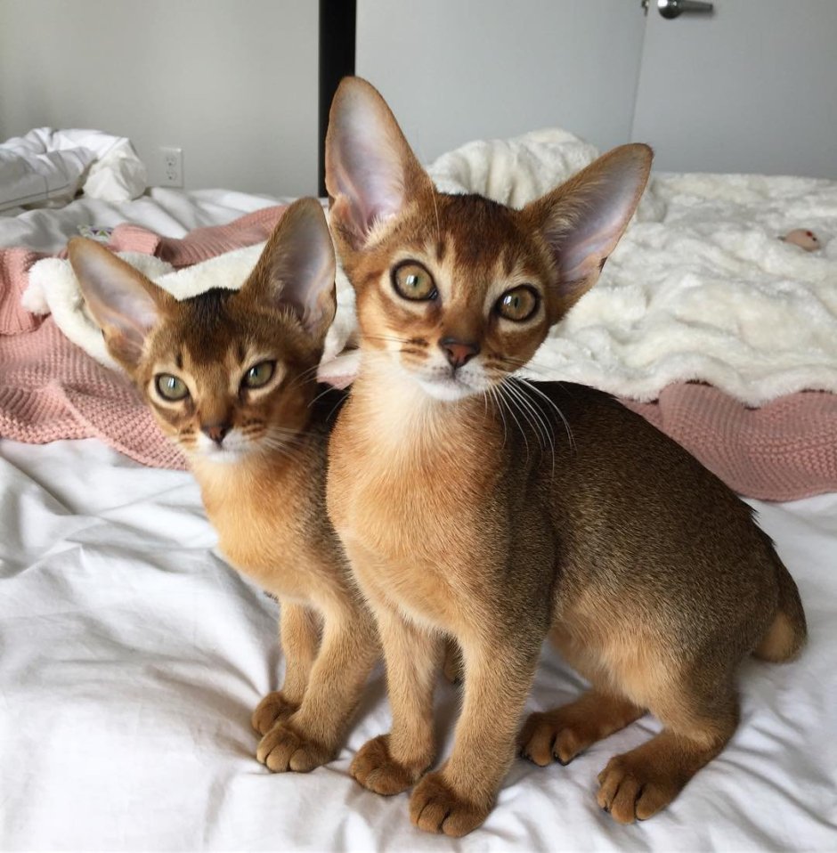 Абиссинская кошка пятнистая