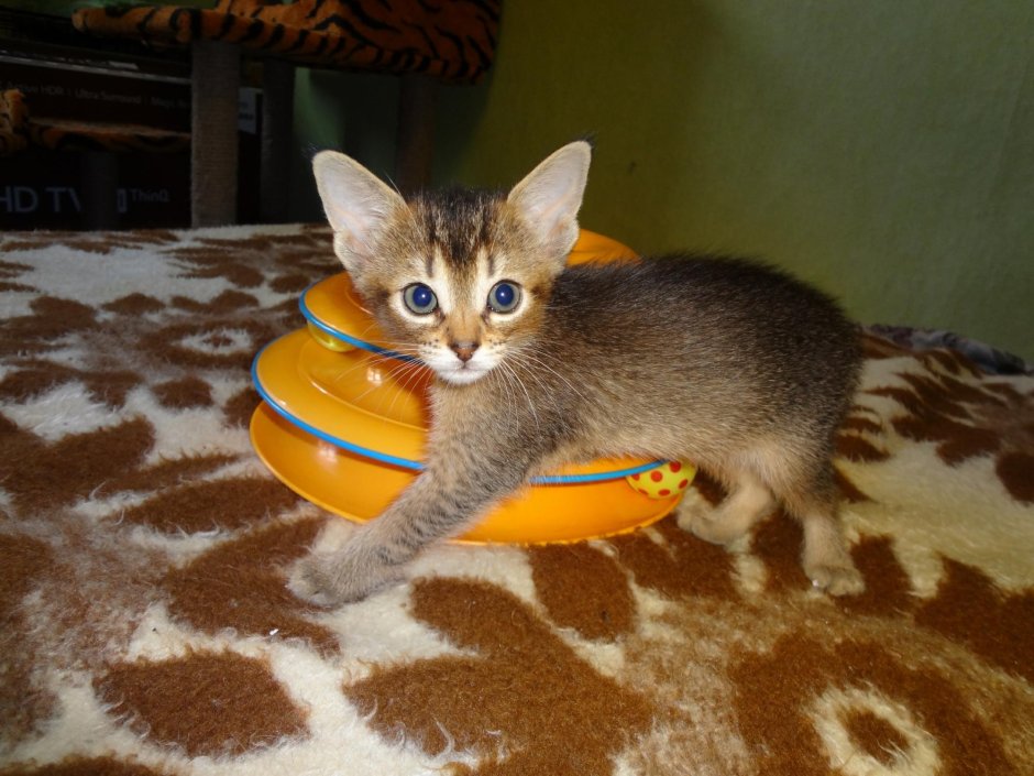 Бенгальский кот и Абиссинская кошка