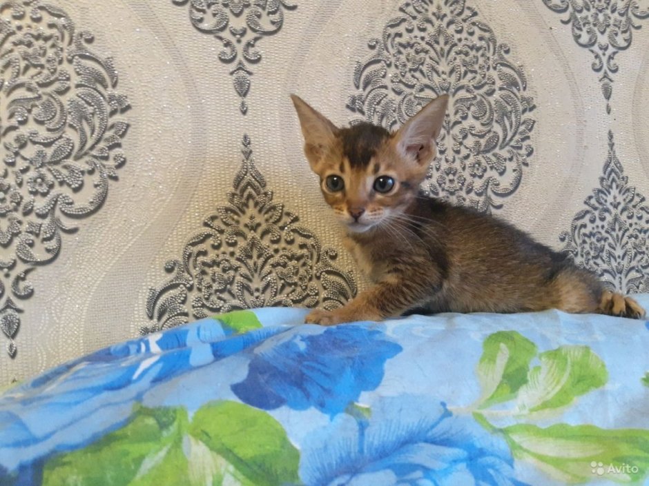 Абиссинские котята метисы