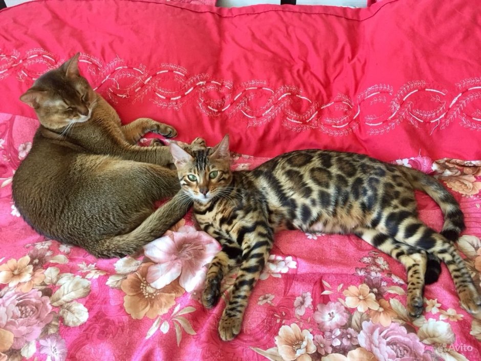 Абиссинская кошка голубая