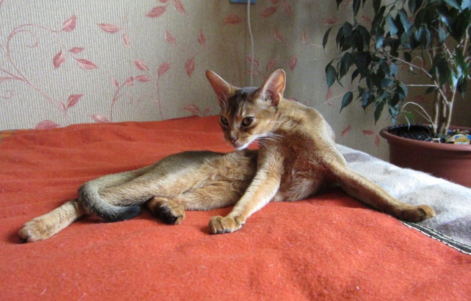 Абиссинский кот метис