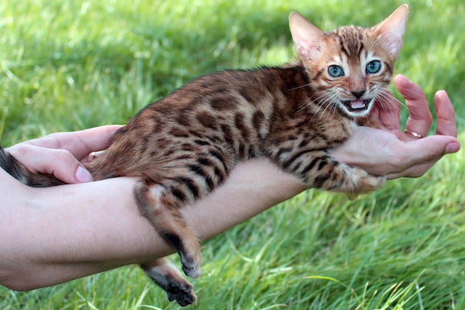Абиссинская и Бенгальская кошка