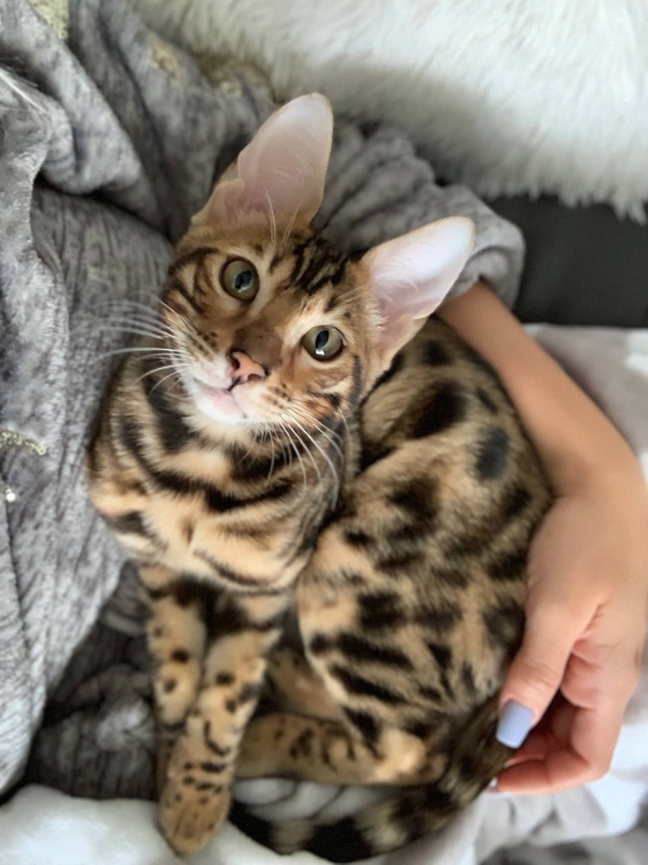 Абиссинская кошка дикий окрас