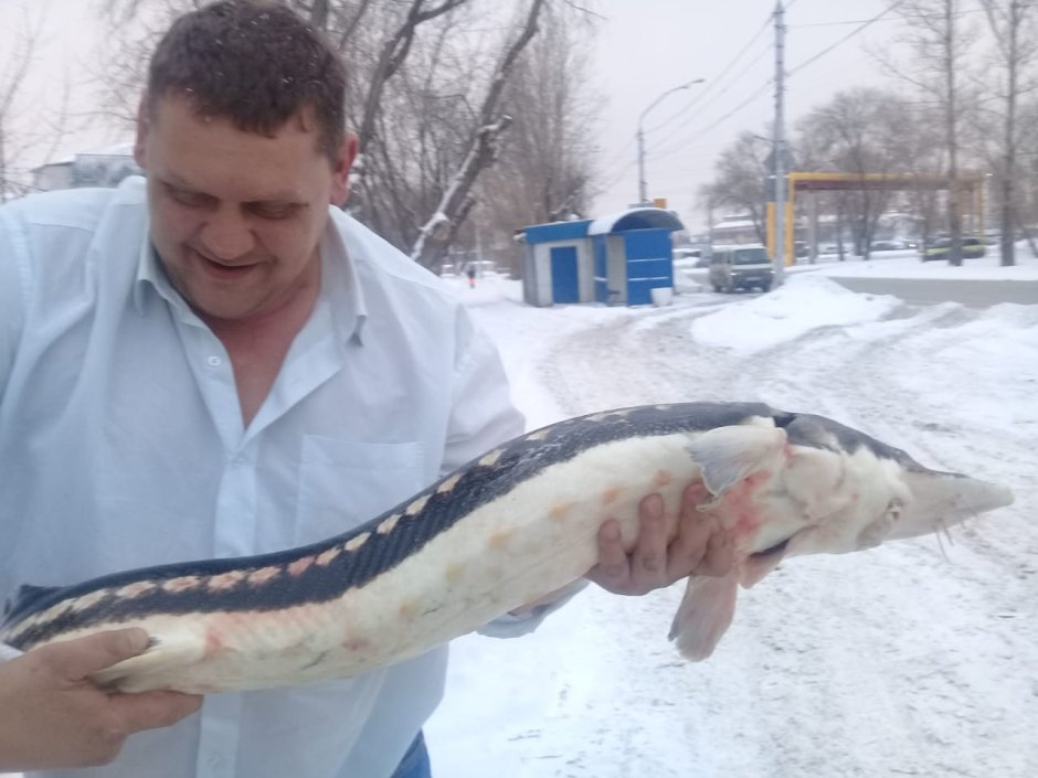 Сибирский осетр в Енисее