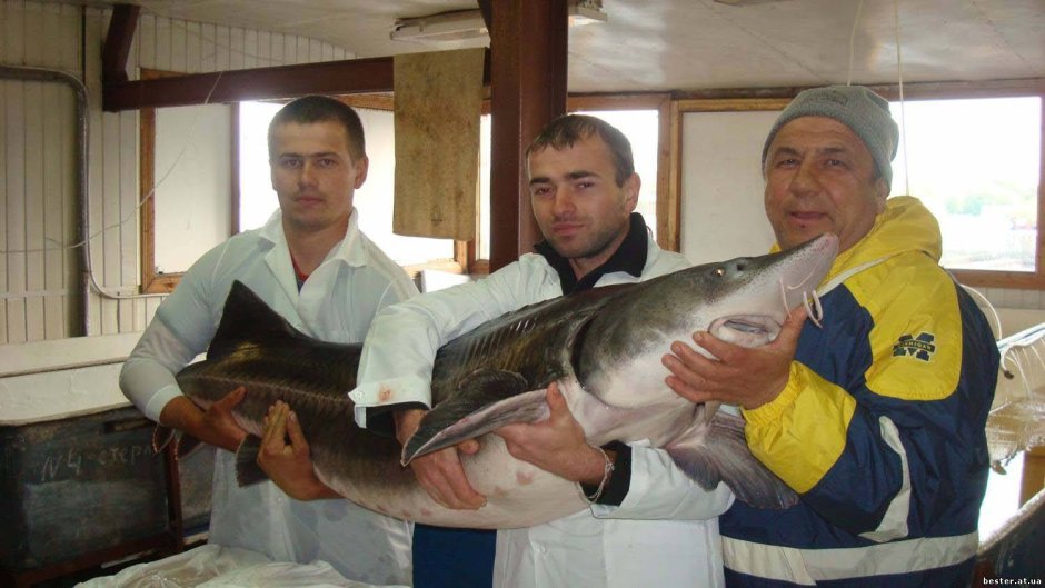 Бестер и стерлядь