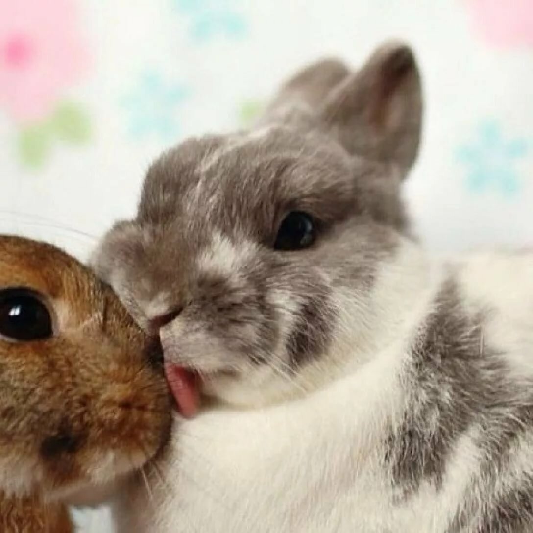 Зайка целует. Милые зверьки. Влюбленные кролики. Милые зайчики. Самые милые животные.