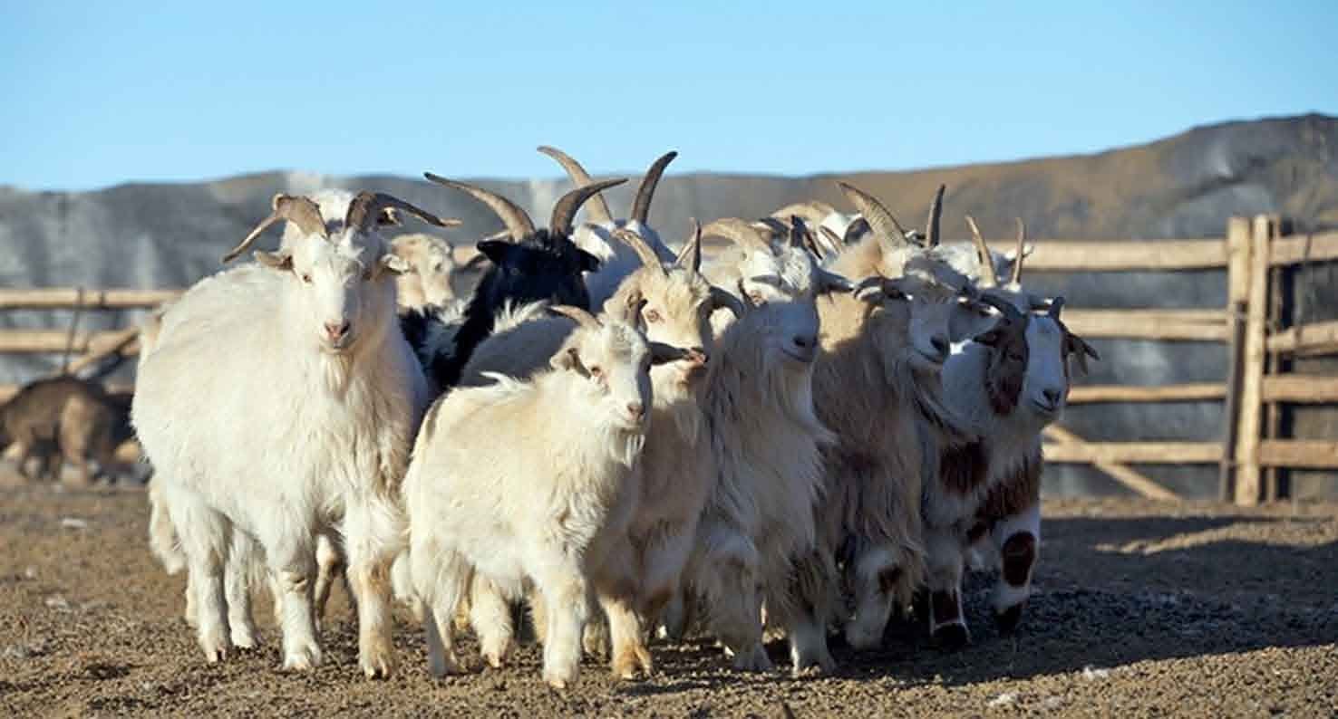 Кашемировые козы