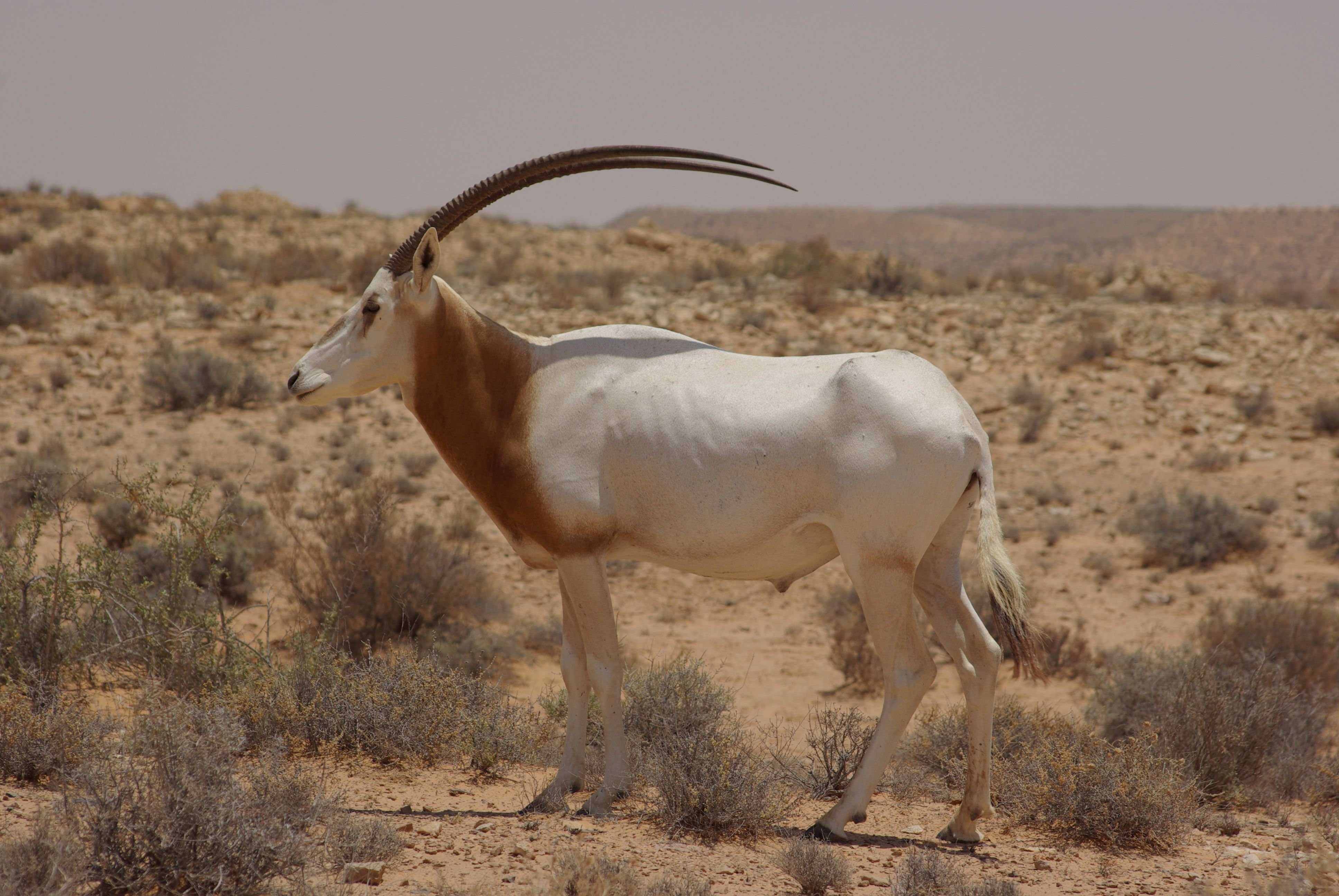 В какой зоне обитает антилопа. Сахарский Орикс. Саблерогий Орикс. Антилопа Орикс. Scimitar-Horned Oryx.