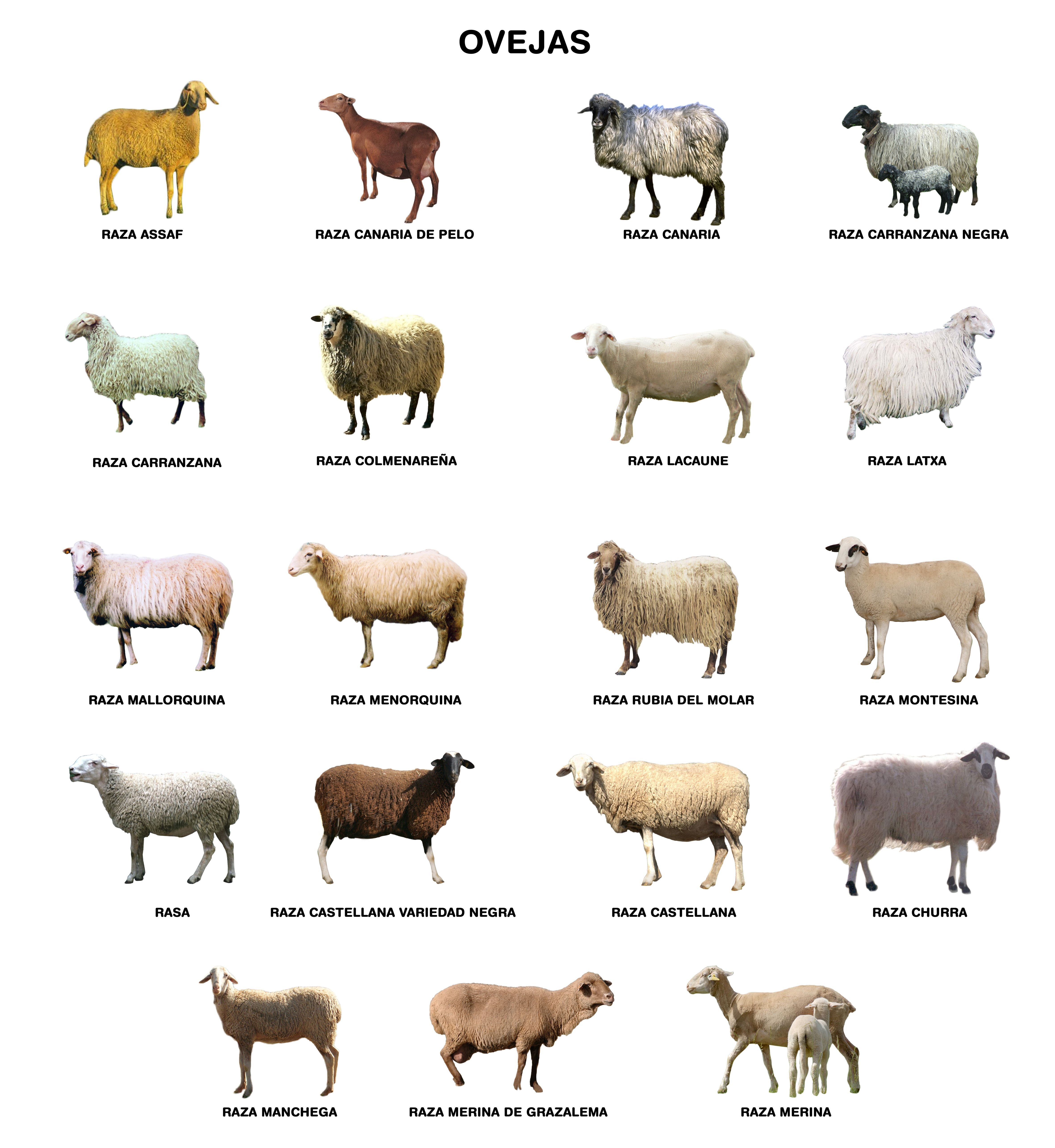 Какие породы домашних. Бараны породы названия. Окрасы овец. Породы домашних овец. Разные породы овец.