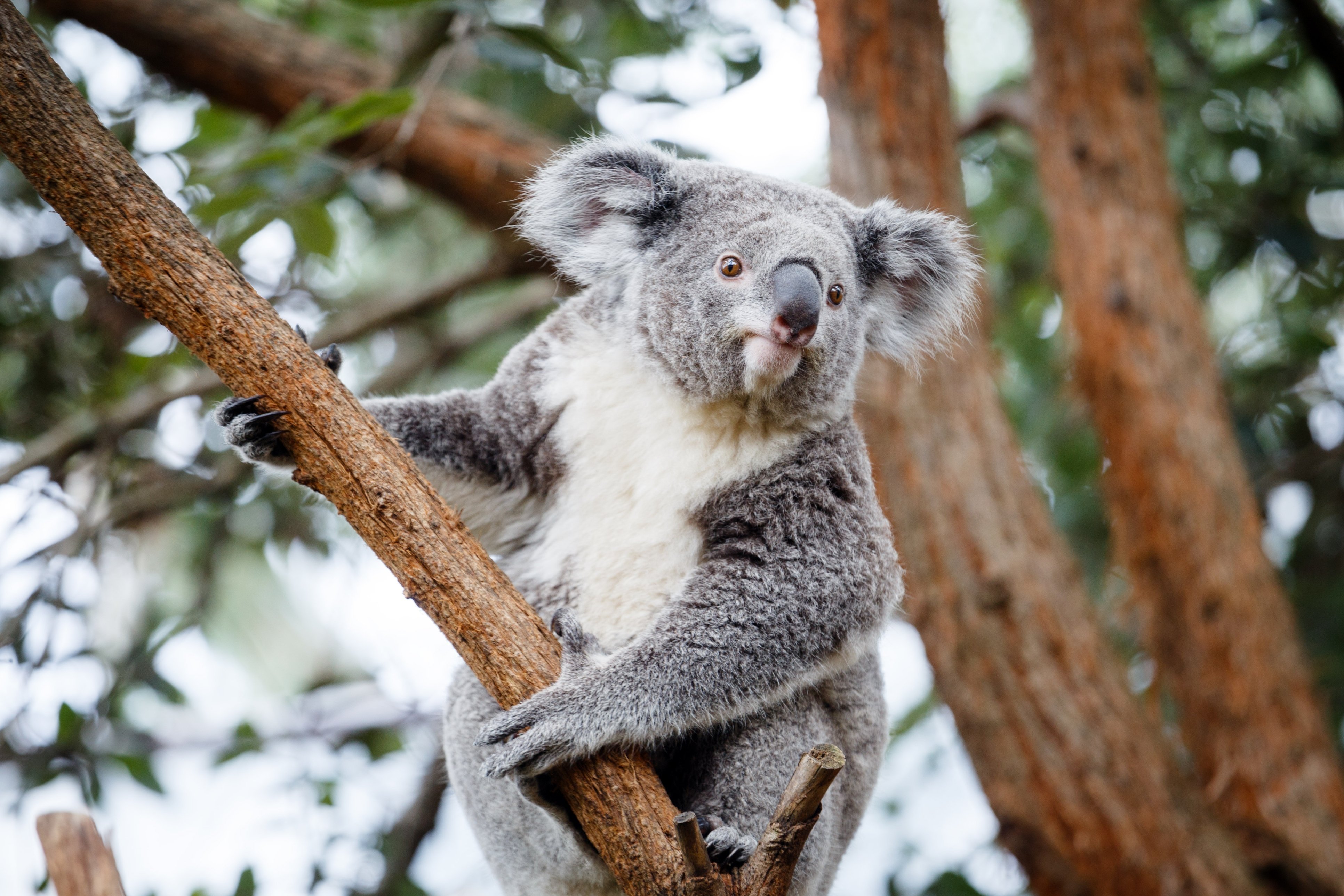 Коала в Австралии. Коала на эвкалипте. Млекопитающие коала. Коала хвост.