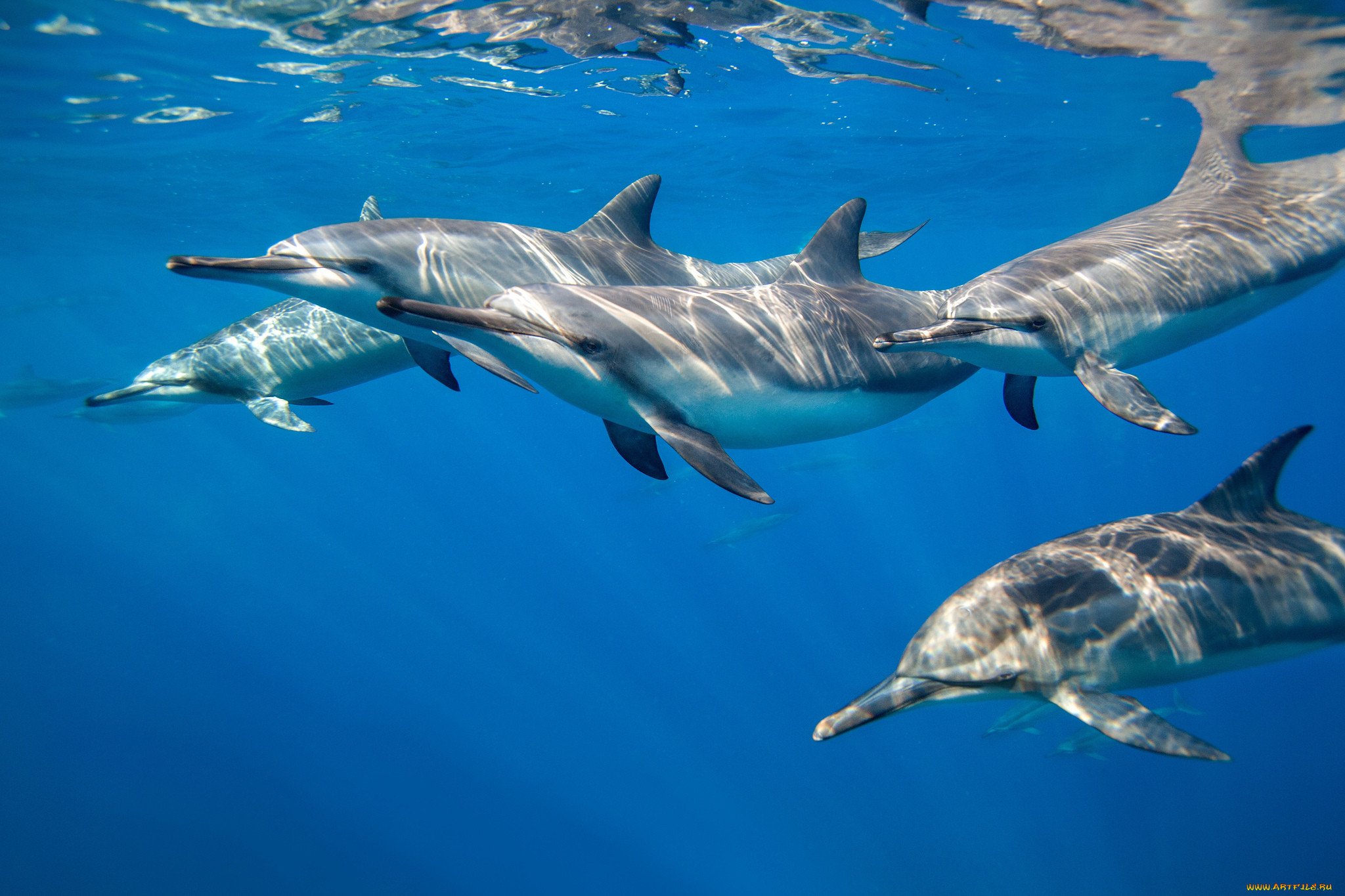 Дельфины живут в море. Дельфин млекопитающее. Морские млекопитающие дельфины. Стая дельфинов. Дельфины в море.