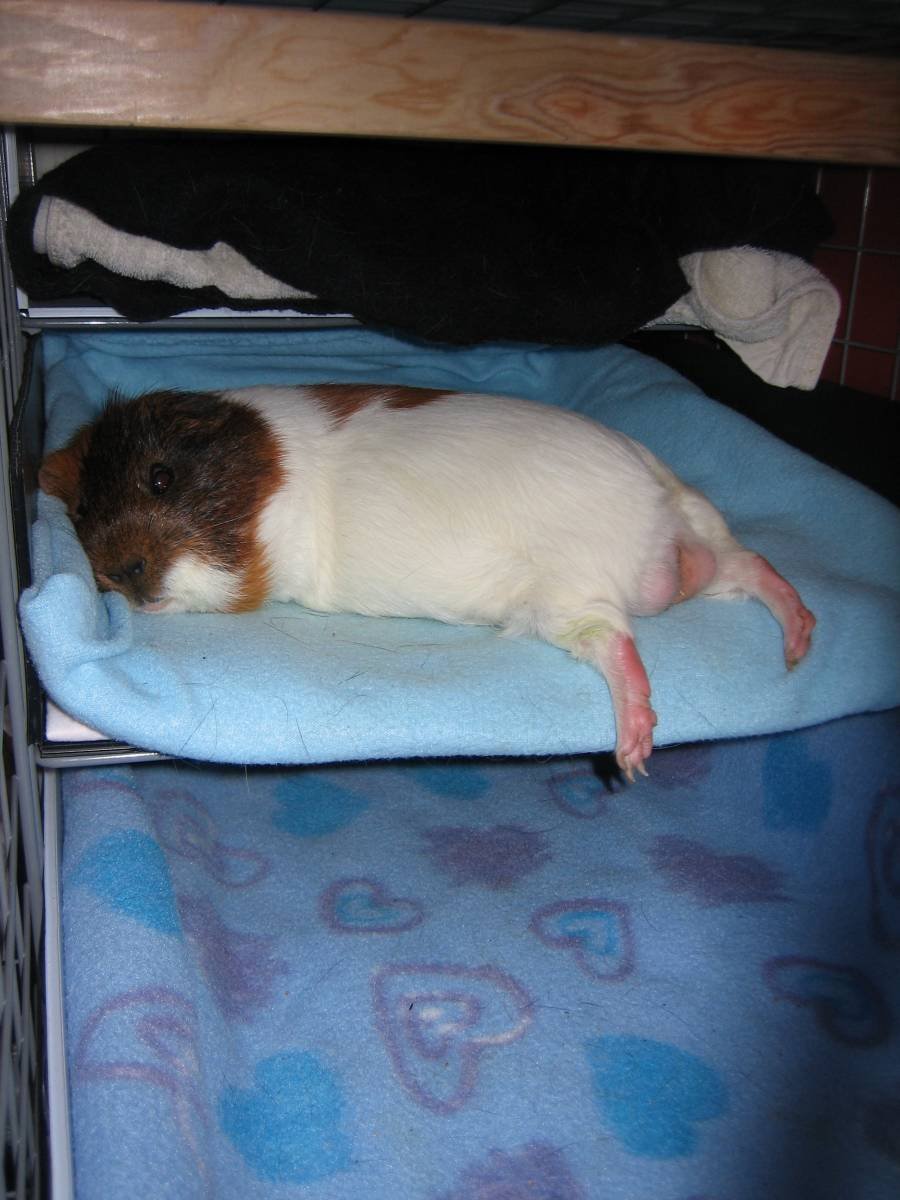 фото спящей морской свинки