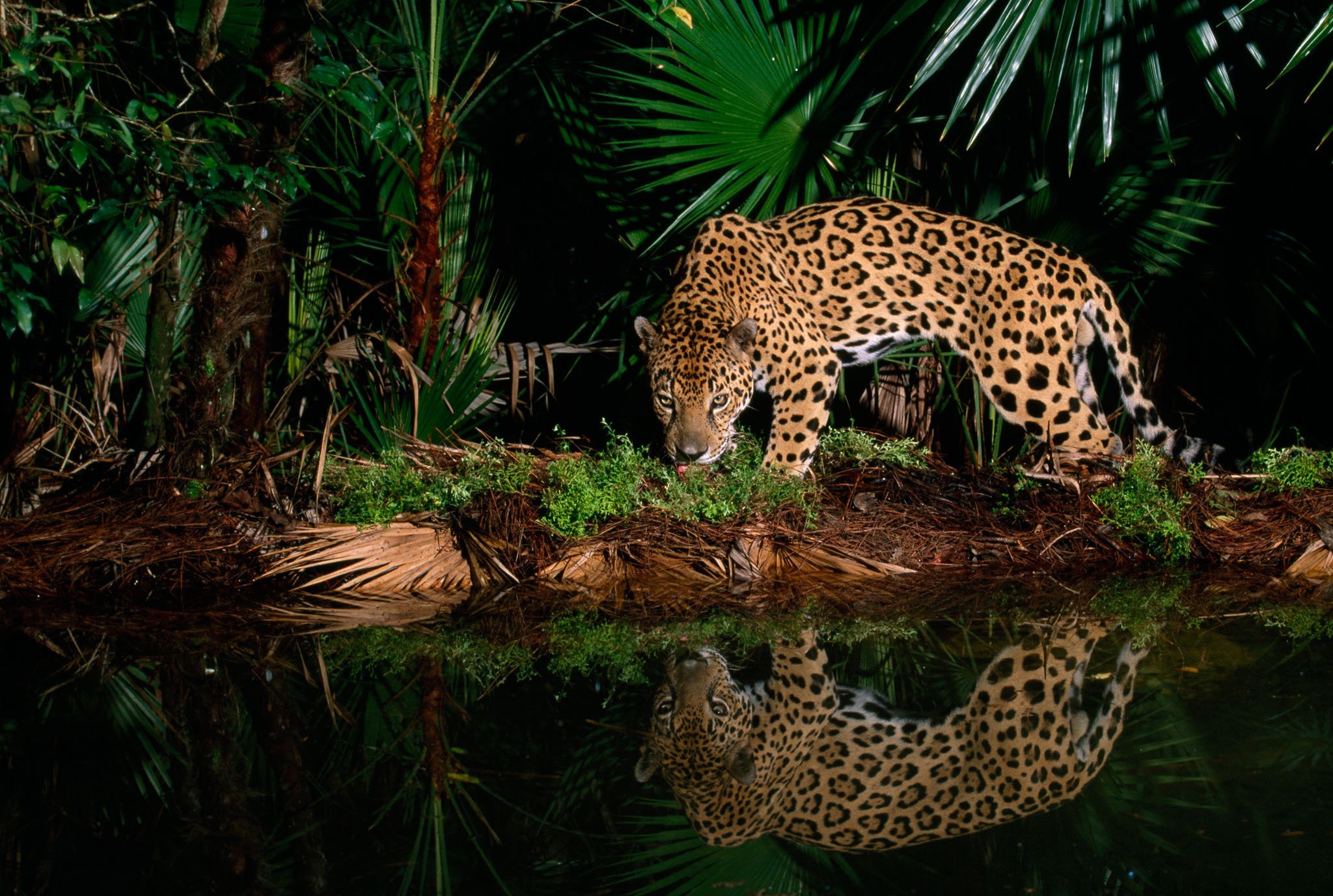 Животный мир экваториальных тропических лесов. Амазонский Ягуар. Ягуар амазонки. Ягуар в сельве. Ягуар тропического леса.