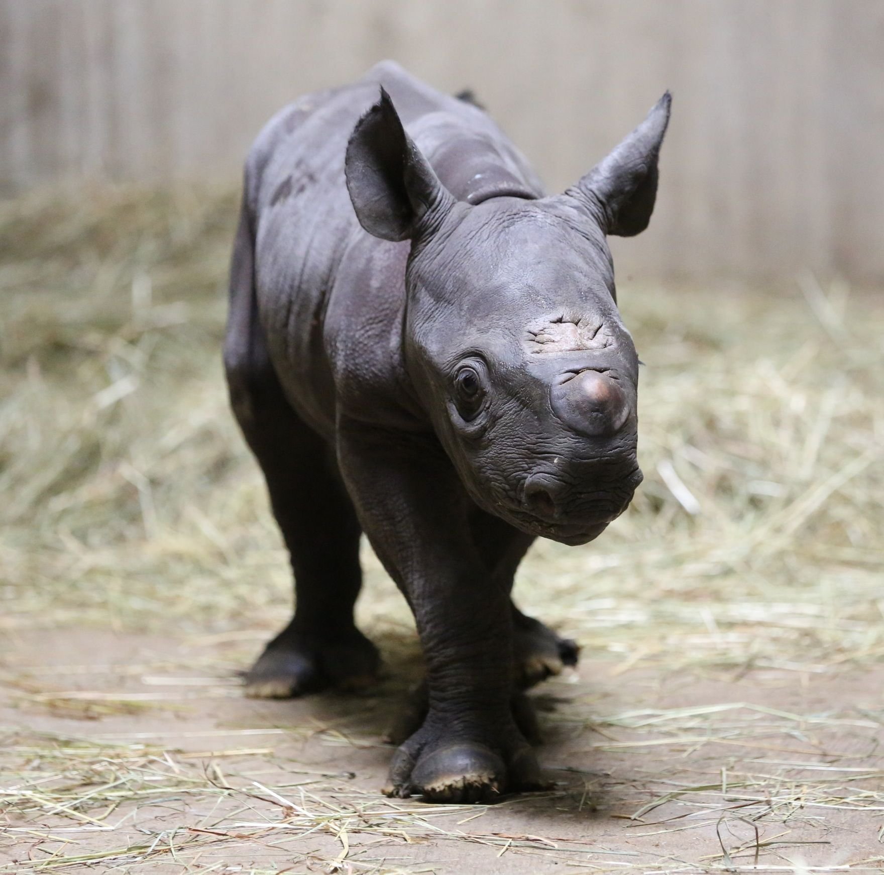 Носорог рептилия. Карликовый носорог. Детеныш носорога. Носорог и Носорожик. Носорог малыш.