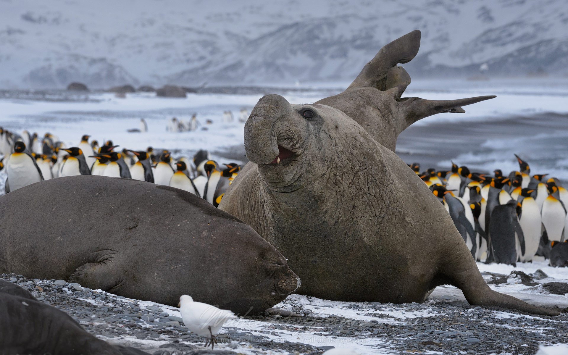 Жители северного океана. Южный морской слон в Антарктиде. Ластоногие морской слон. Морские слоны в Антарктиде. Mirounga Leonina.