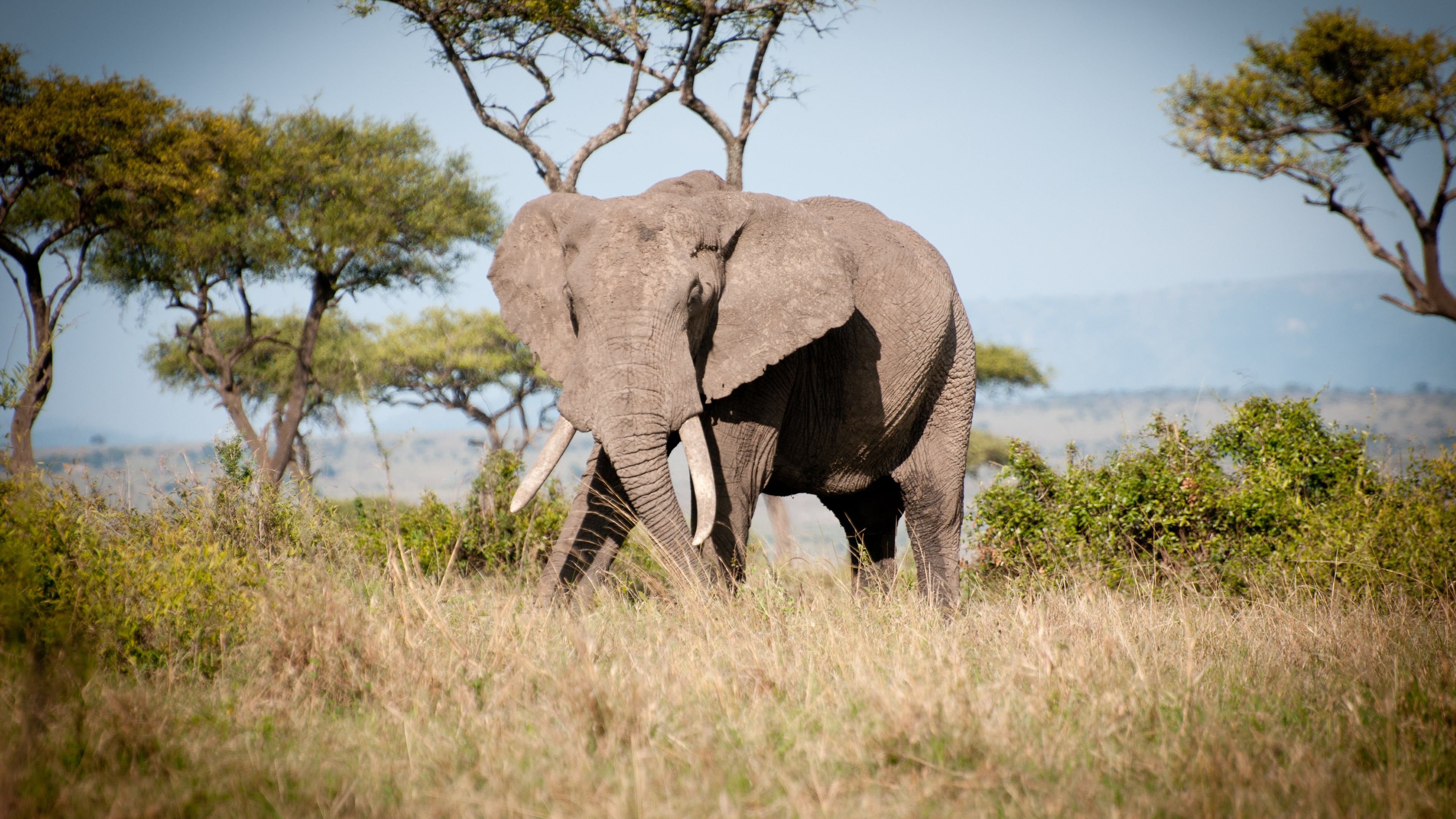 Самое крупное животное африки. Саванный Африканский слон Африки. Африканский саванный слон. Слоны в саванне. Африканский слон в саванне.