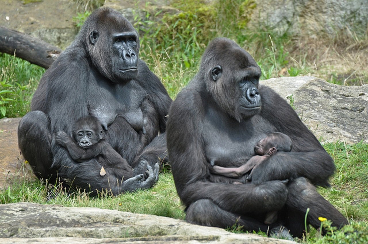 Горилла человекообразная обезьяна. Горилла, самка. Горилла самец и самка. Человекообразные обезьяны гориллы. Обезьяны гориллы самки.