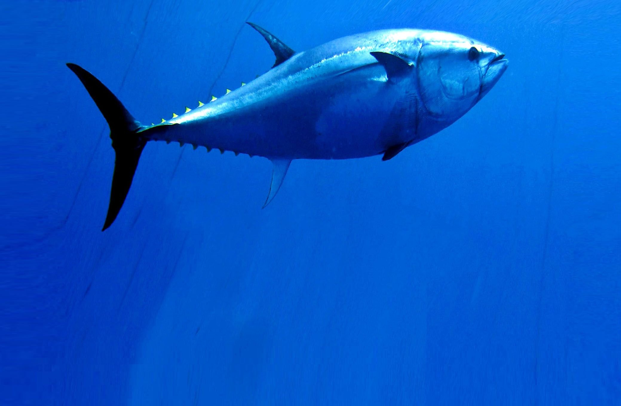 Т а н э ц. Тунец макрель. Синий тунец. Thunnus maccoyii. Thunnus Alalunga.