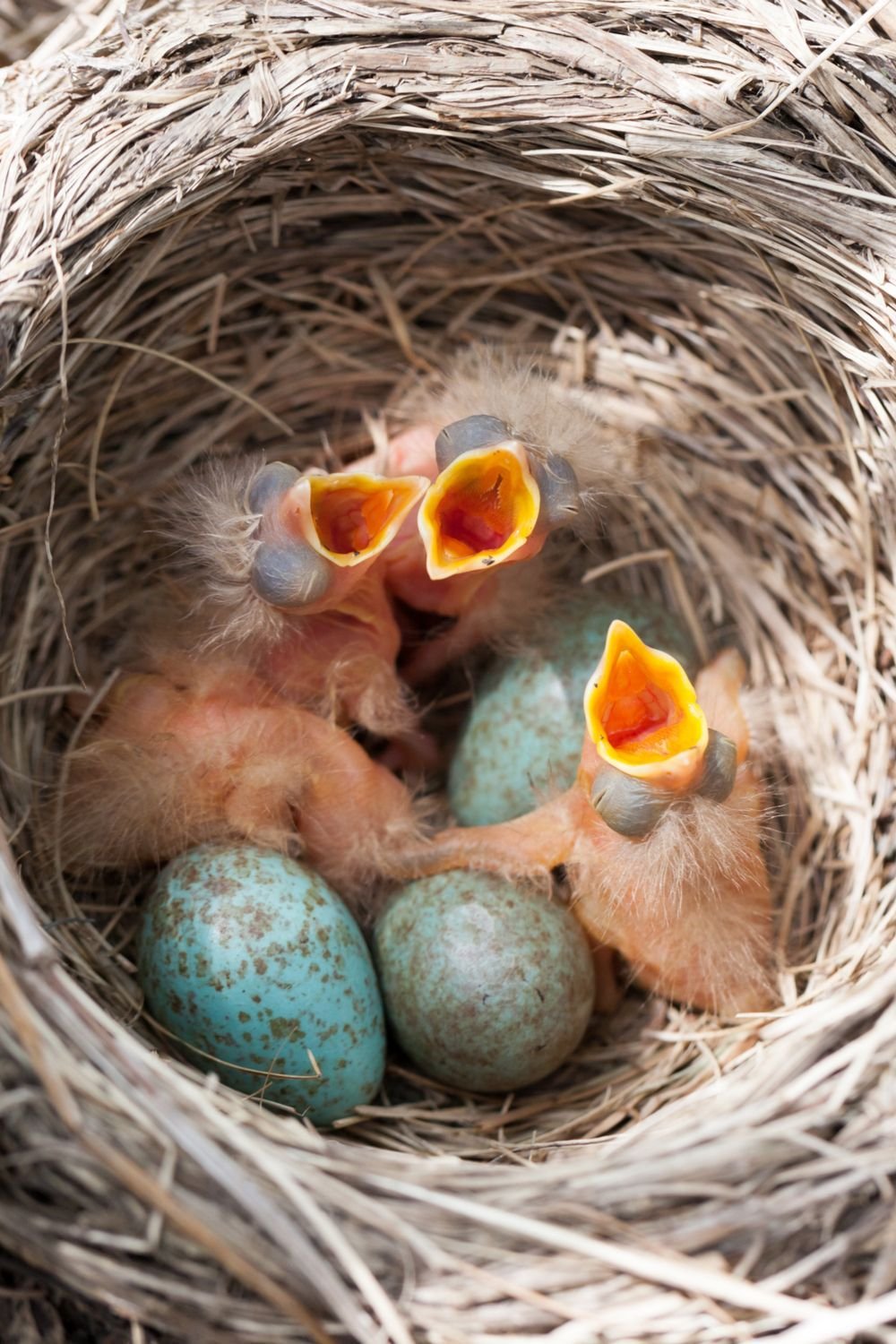 В 1 гнезде 3 птенца. Гнездовые птенцы Дрозд. Дрозды яйца и гнезда. Птенцы Дроздов в гнезде. Гнездо снегиря.
