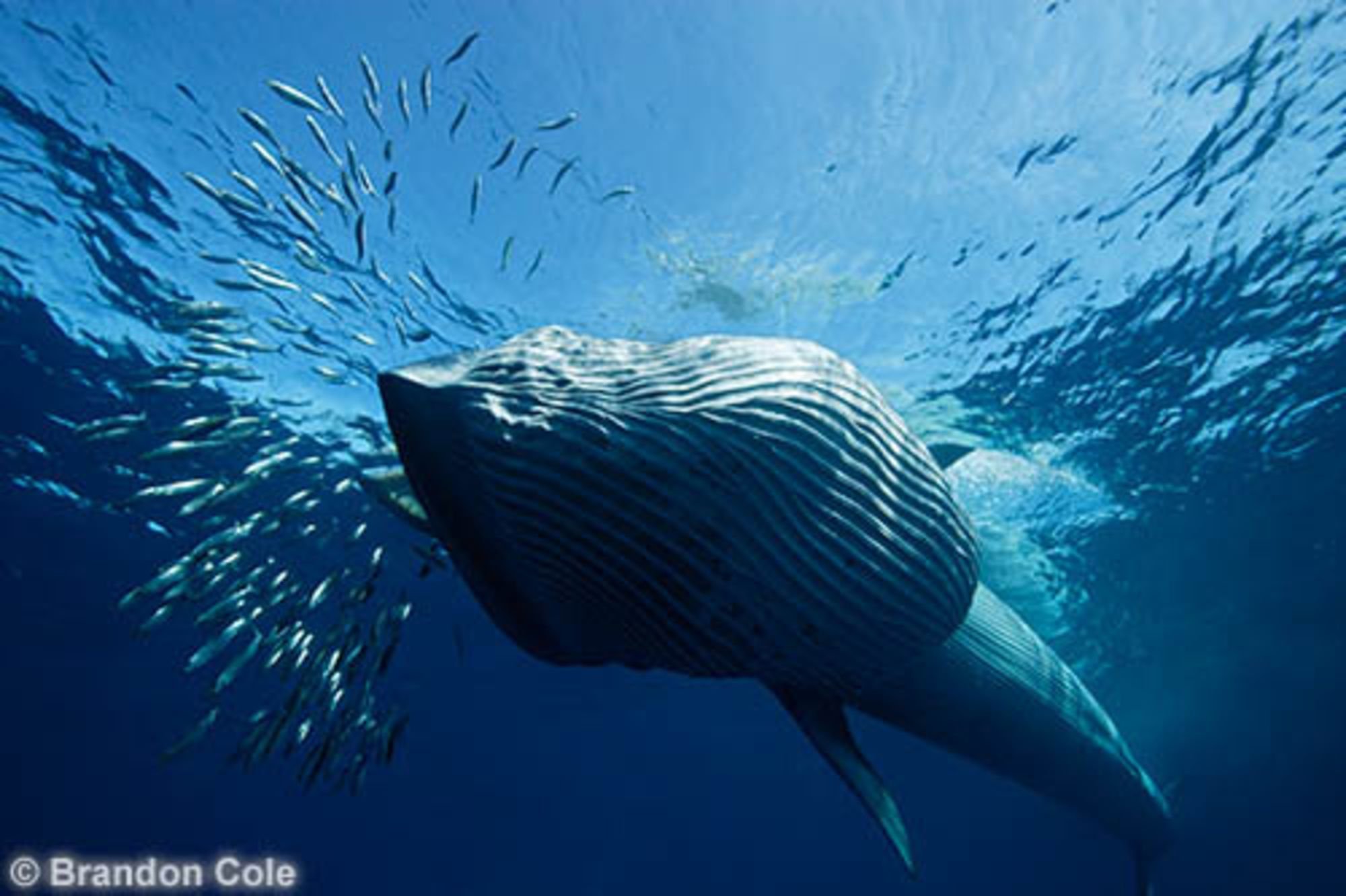 Кит ест рыбу. Синий кит ест планктон. Кит полосатик Брайда. Синий кит питается планктоном. Синий кит криль.