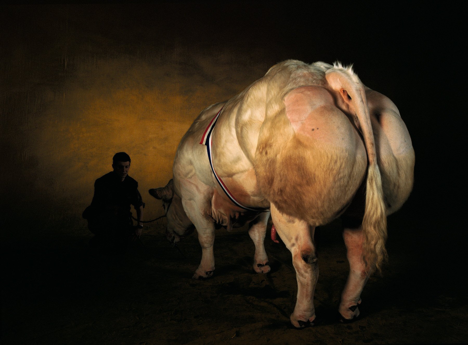 Человек е корову. Бельгийский бык МУТАНТ. Бык породы Бельгийская голубая. Генномодифицированные коровы.