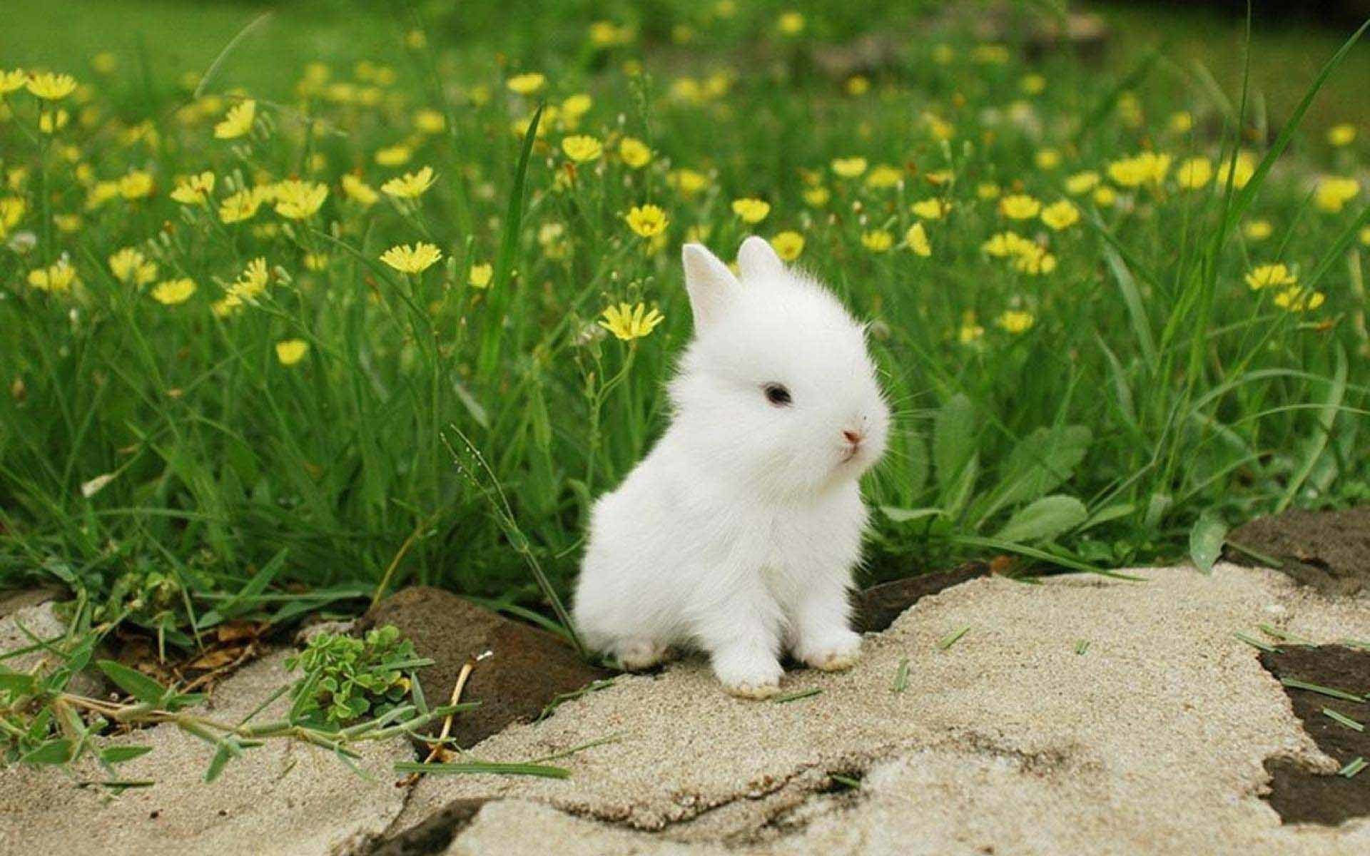 Маленький заставка на телефон. Пушистый зайчик. Красивый зайчик. Белый кролик. Маленький зайчик.