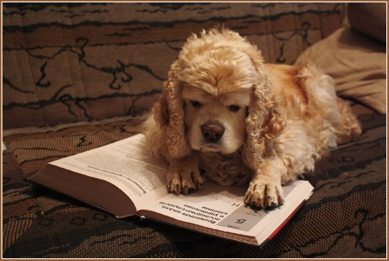 Любишь животных читай. Собака с книжкой. Умная собачка. Книги про собак. Собака читает.