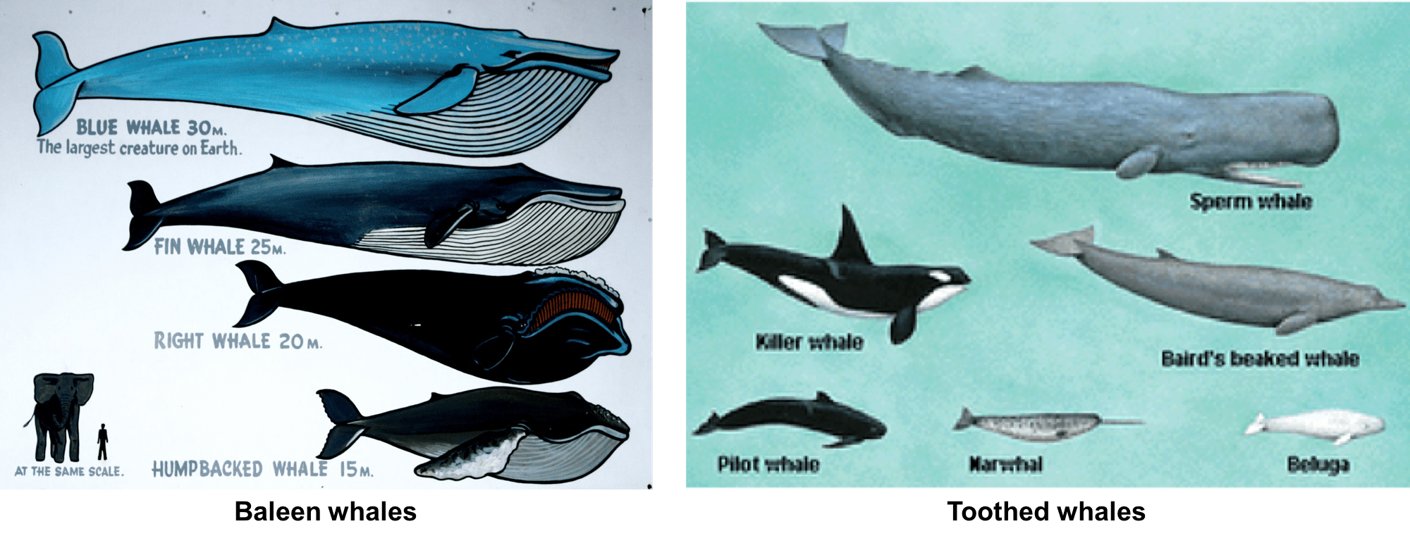 Усатые киты виды. Harbour Porpoise Skeleton. Синий кит. Виды китов. Голубой кит.