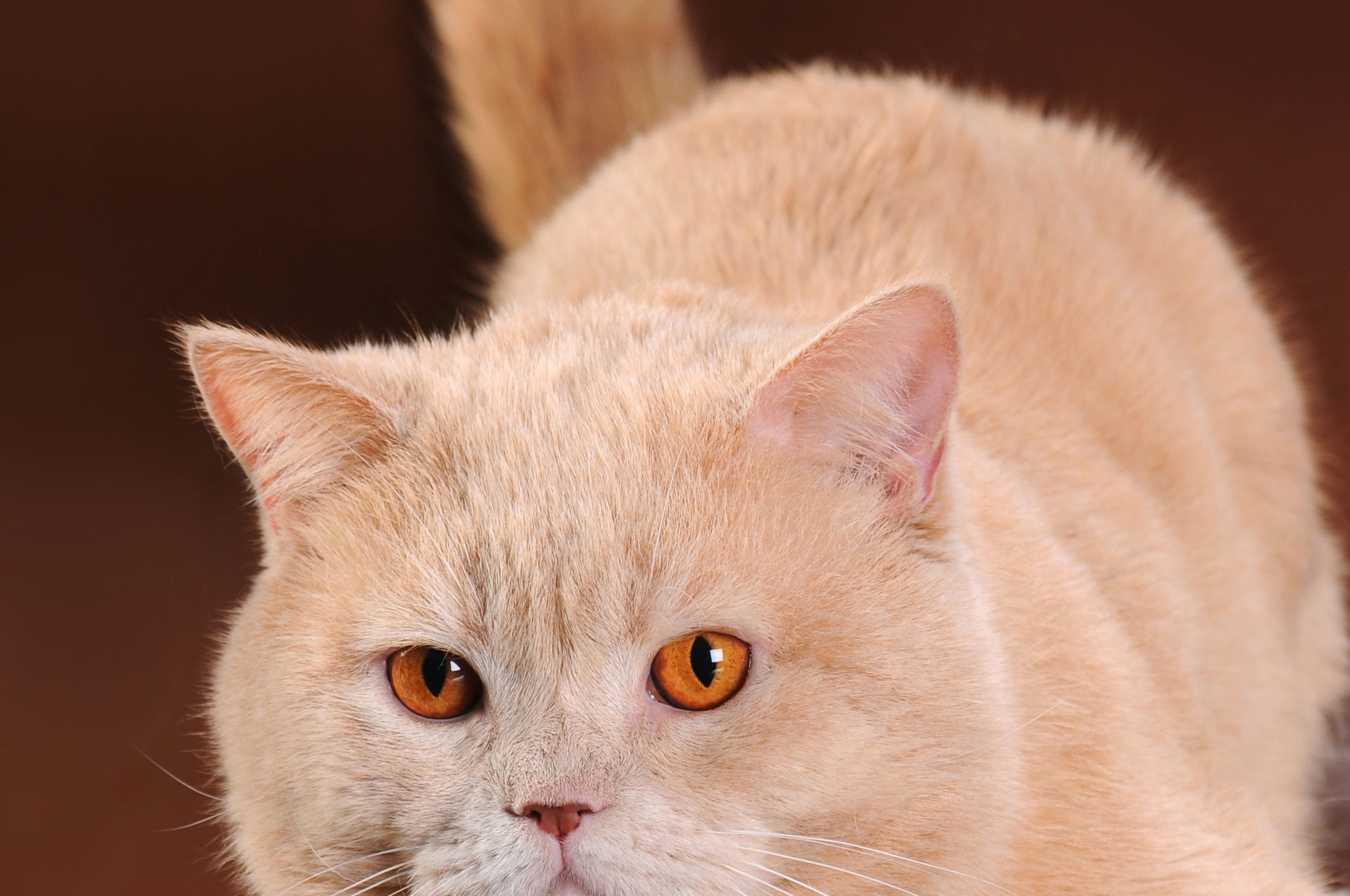 Британская кошка персикового окраса