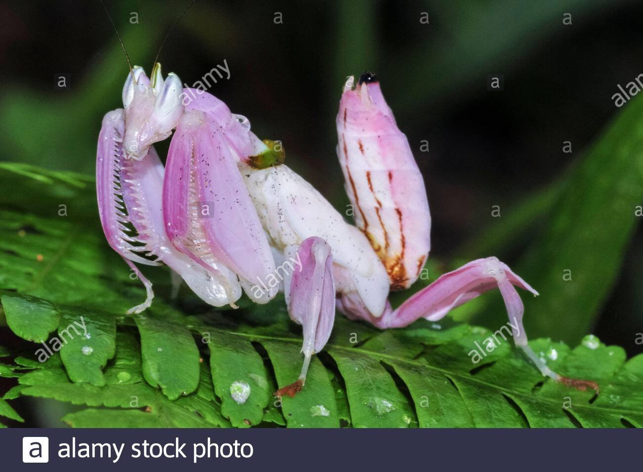Цветок богомол. Розовый орхидейный богомол. Малайзийский орхидейный богомол. Богомол Hymenopus coronatus. Богомол орхидейный белый.
