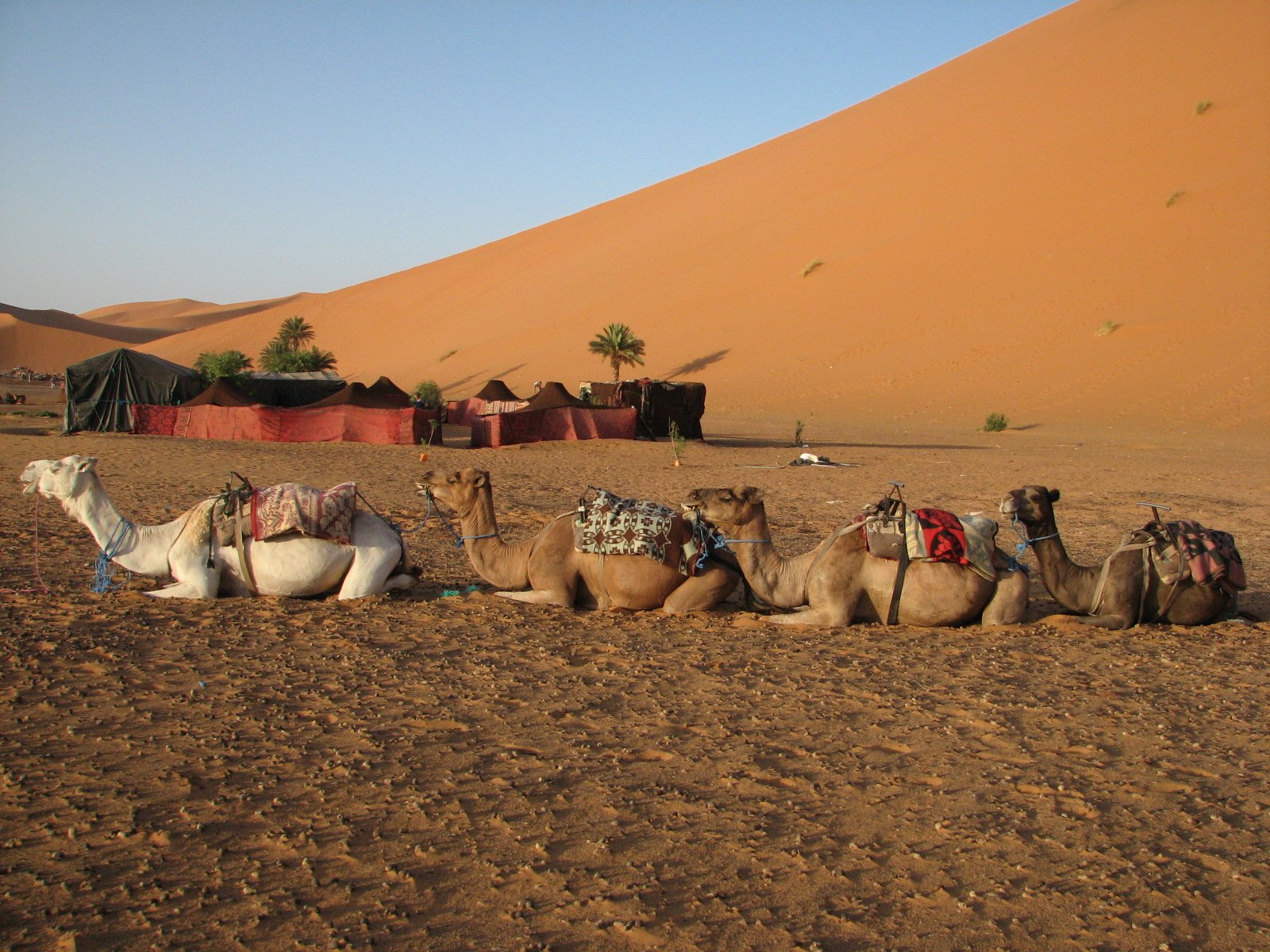 Оазис животные. Сахара Марокко Оазис. Алжир полупустыня. Марокко полупустыни. Оазис в пустыне Верблюды.