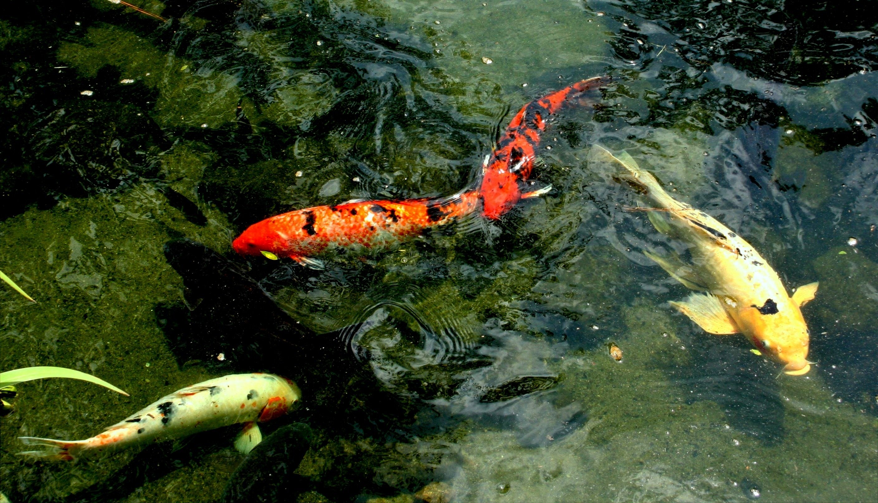 В водоемах живут рыбы