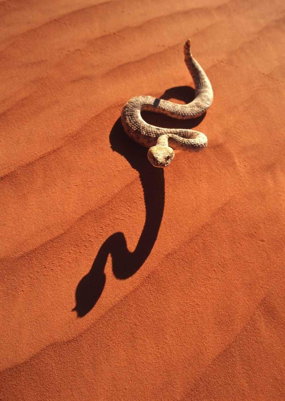 Искушение песчаного змея. Змеи пустыни. Змея в пустыне. Пустыня животные змеи. Змея из пустыни.