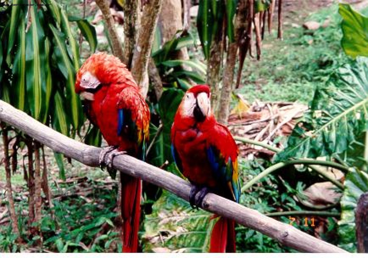 Животный мир экваториальных тропических лесов. Животные тропических лесов. Тропические леса животные и растения. Растения тропических лесов. Животные влажных тропических лесов.