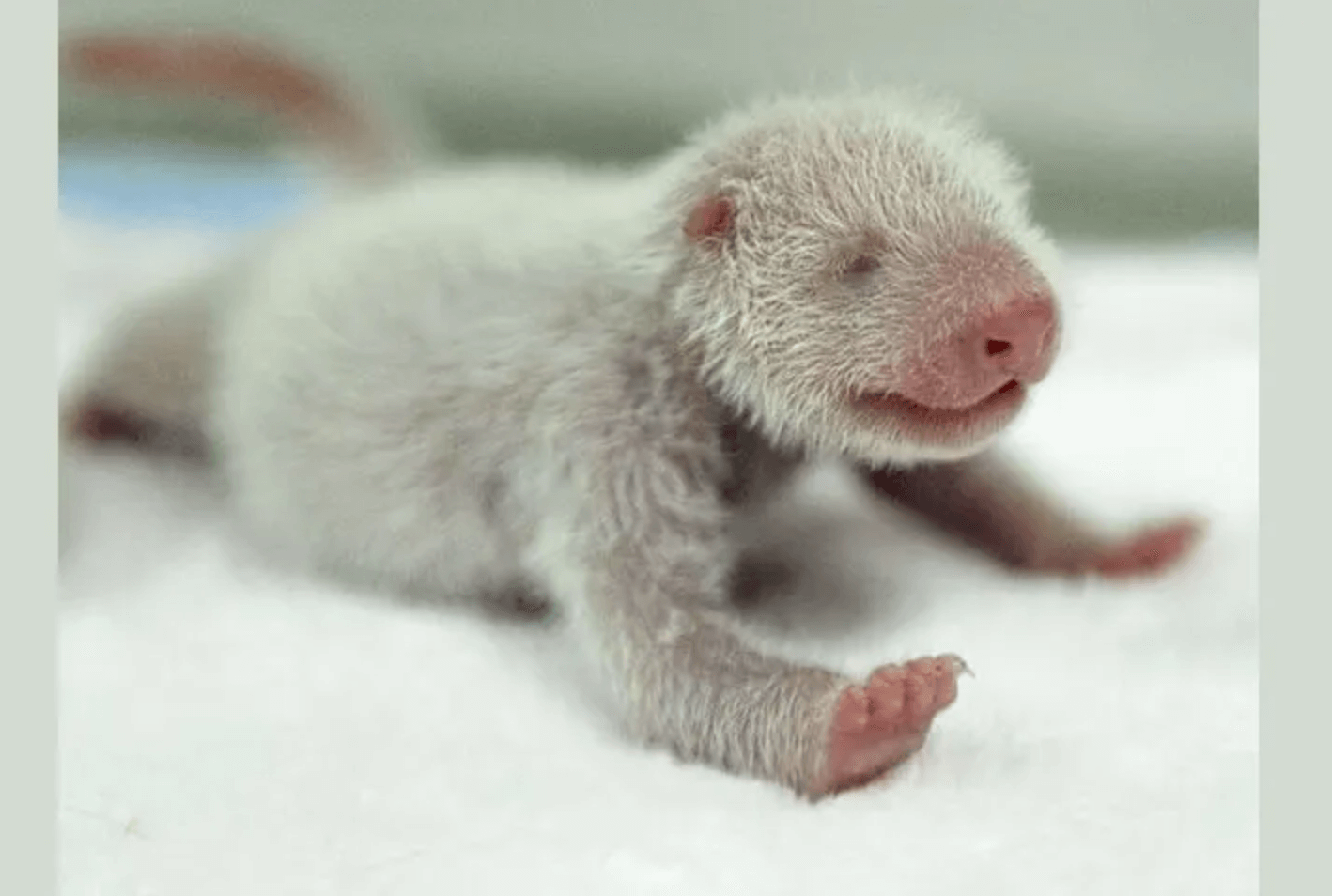 Когда родились животные. Панда с детёнышем. Детёныши панды Новорожденные. Новорождённый денетыш панды. Новорожденнныйлетеныш панды.