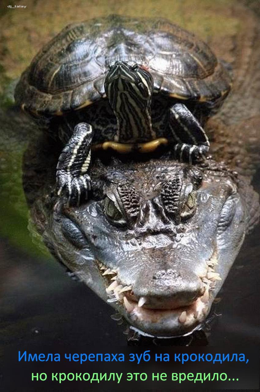 Зубы отсутствуют у черепах крокодилов. Зубы красноухой черепахи. Челюсть черепахи красноухой. Черепашка красноухая зубы. Пасть красноухой черепахи.