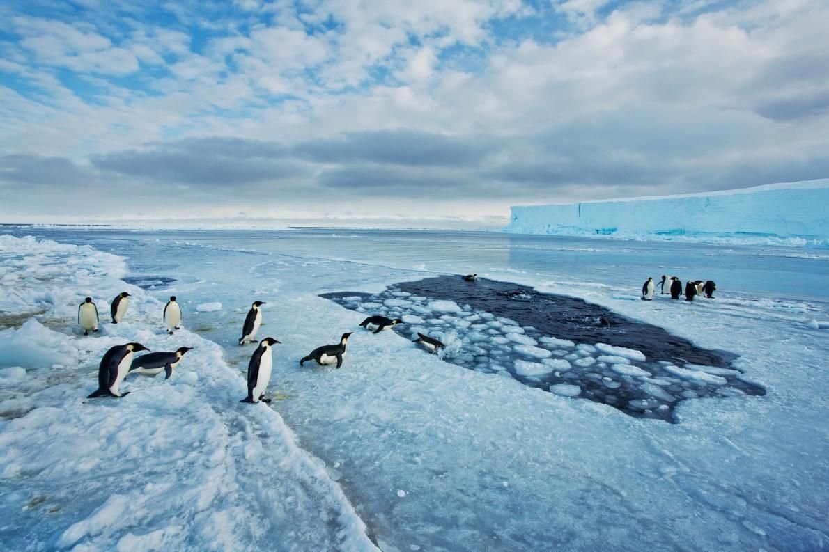 Антарктическое время. Императорский Пингвин в Антарктиде. Пауль Никлен Антарктика. Антарктида материк пингвины. Пингвины в Антарктиде.