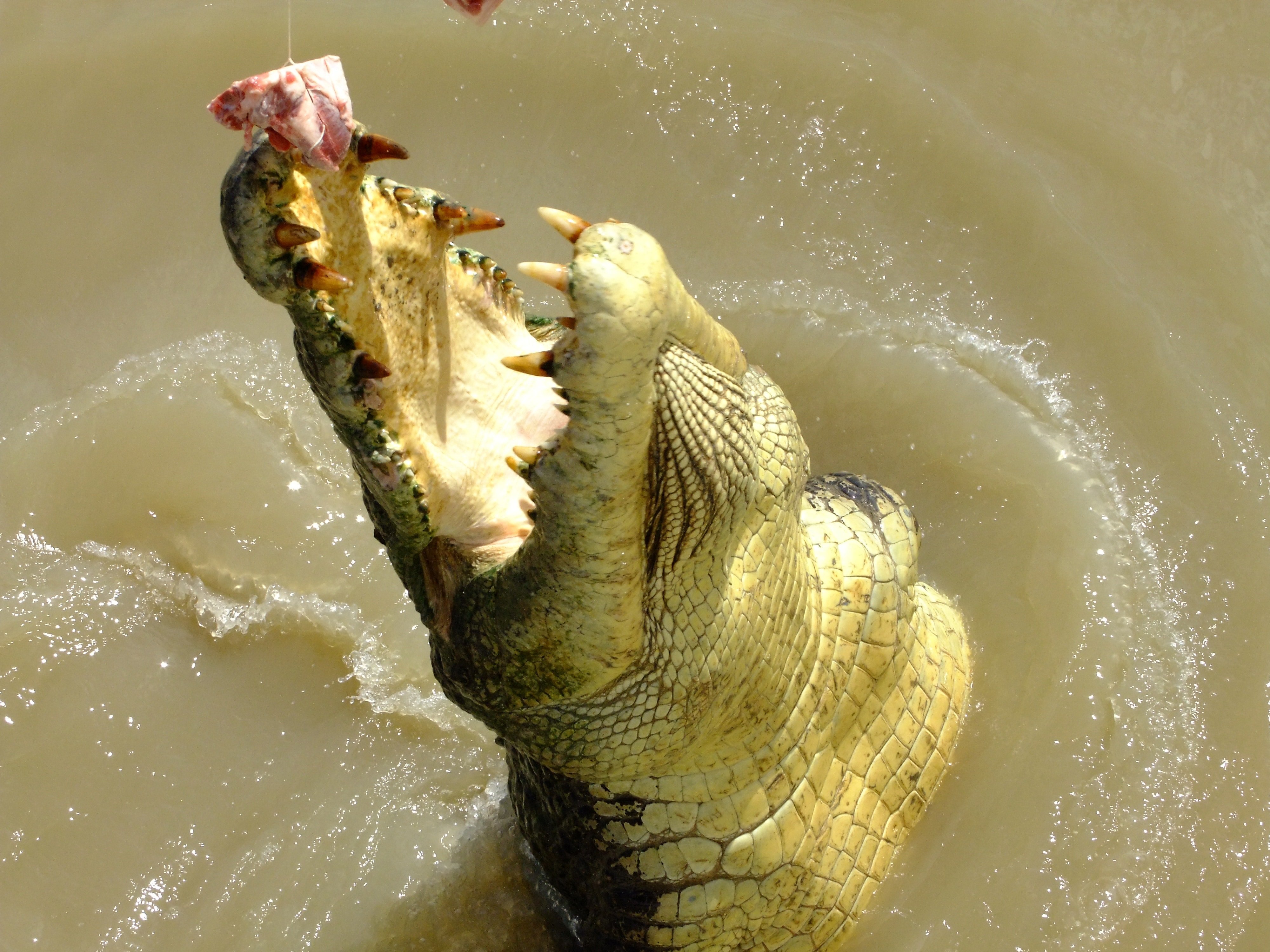 Крокодилы в соленой воде. Гребнистый крокодил. Солоноватый крокодил.