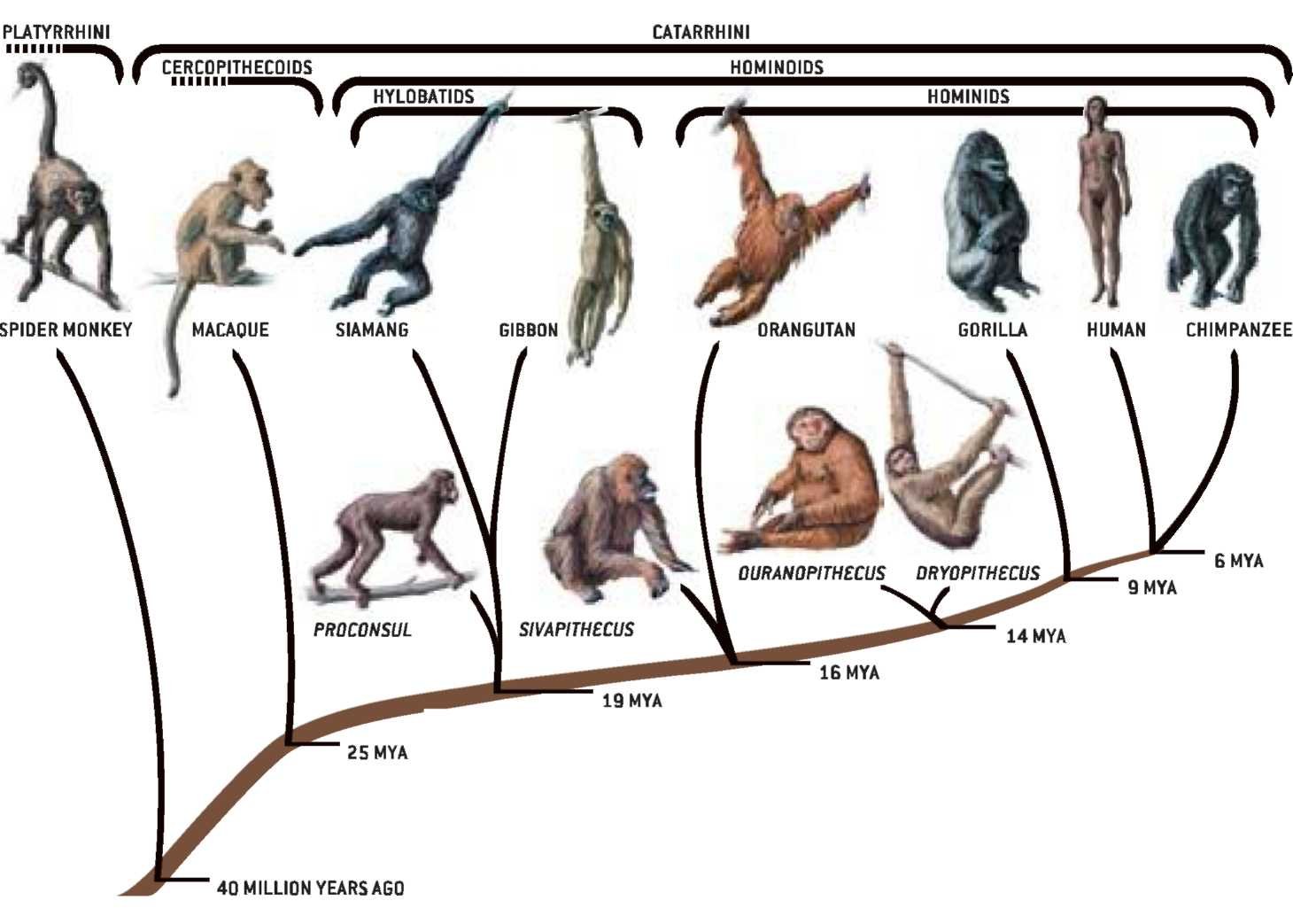 Приматы какое развитие. Эволюционное Древо приматов. Эволюция приматов схема. Эволюционное Древо приматов и человека. Отряд приматы классификация.