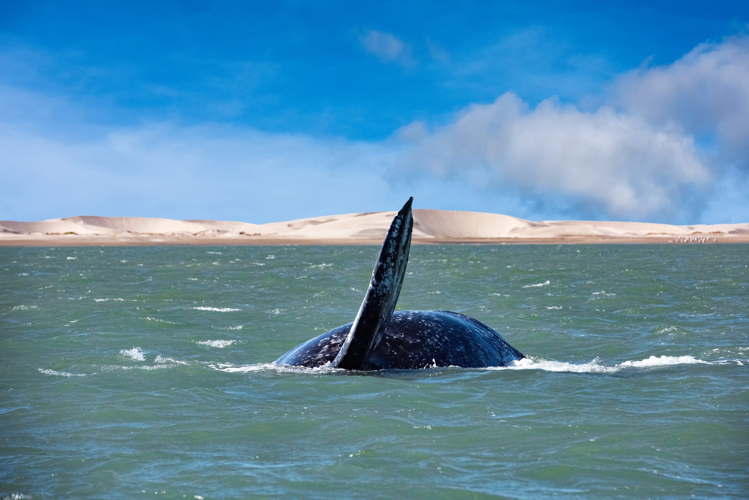 Фото переводчик кита. Киты маму. Нос кита. Нижняя Калифорния киты. Кит, поднимающийся вверх.