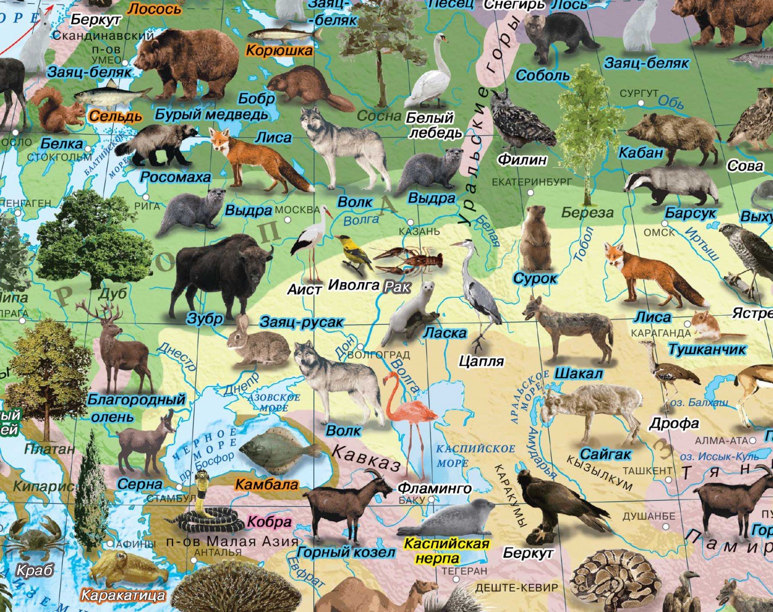На каких зверей идут. Карта животных России. Животный мир России карта. Животные на карте природных зон.