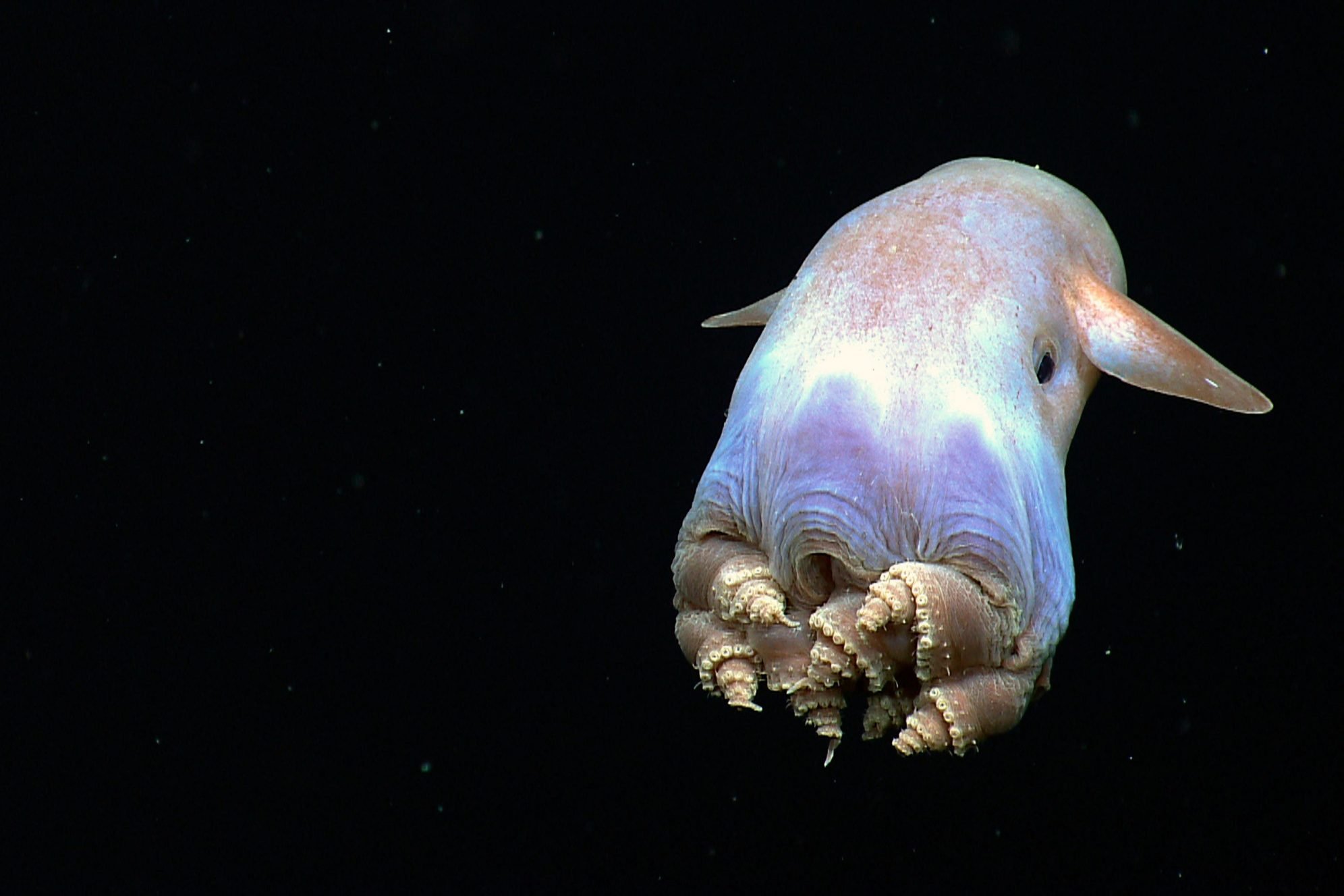 Необычные животные мирового океана. Осьминог Думбо. Осьминог Гримпотевтис. Гримпотевтис (осьминог Дамбо). Глубоководный осьминог Дамбо.
