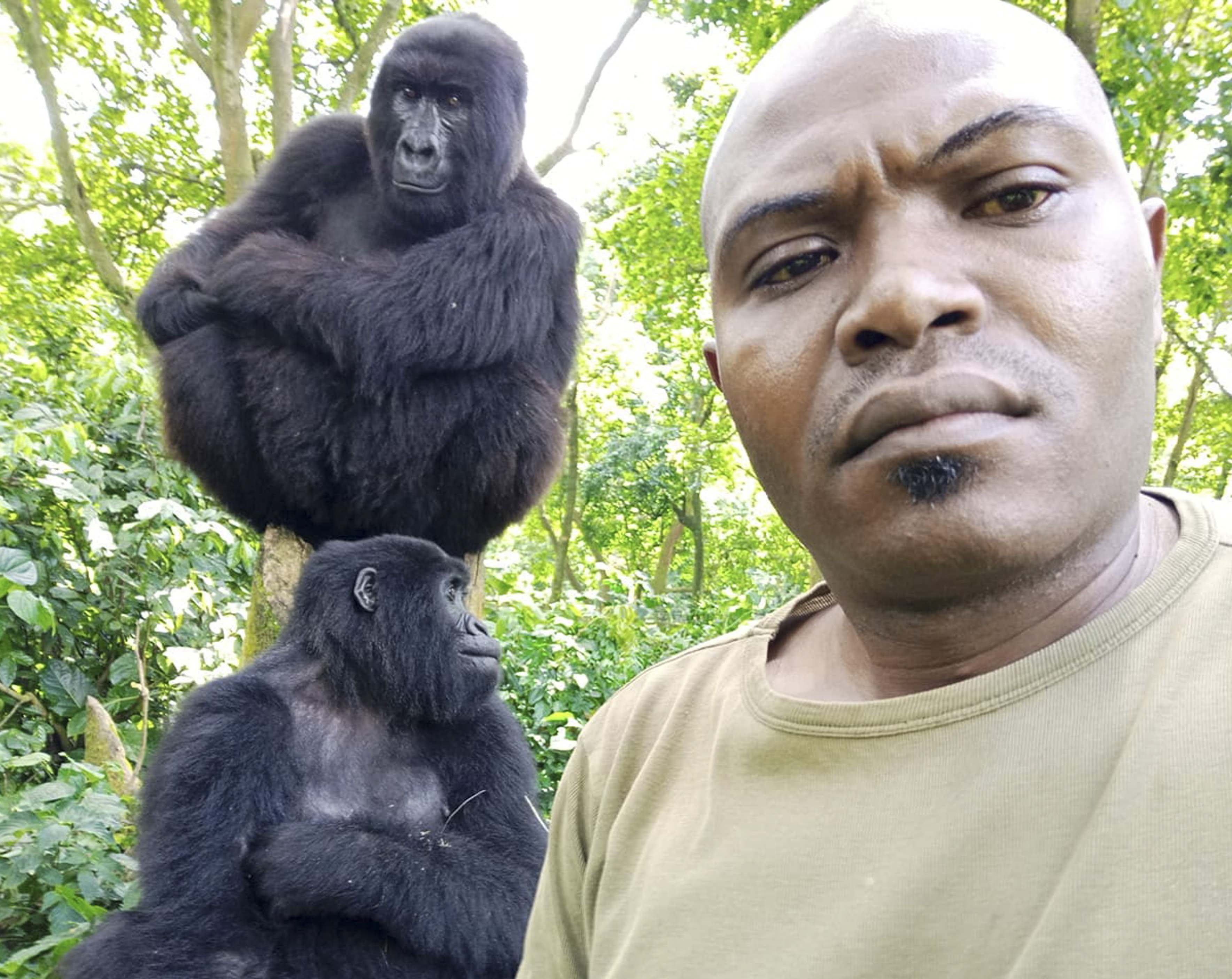 Три гориллы фото
