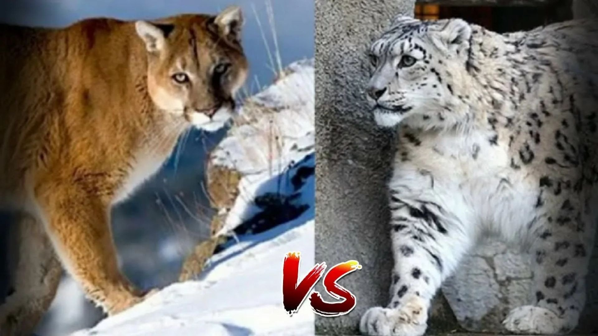 Кого сильнее рысь. Рысь леопард снежный Барс Лев. Барс против Пумы. Барс снежный vs леопард. Леопард снежный Барс Ягуар.